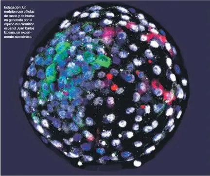  ?? EL PAÍS ?? Indagación. Un embrión con células de mono y de humano generado por el equipo del científico español Juan Carlos Izpisua, un experiment­o asombroso.