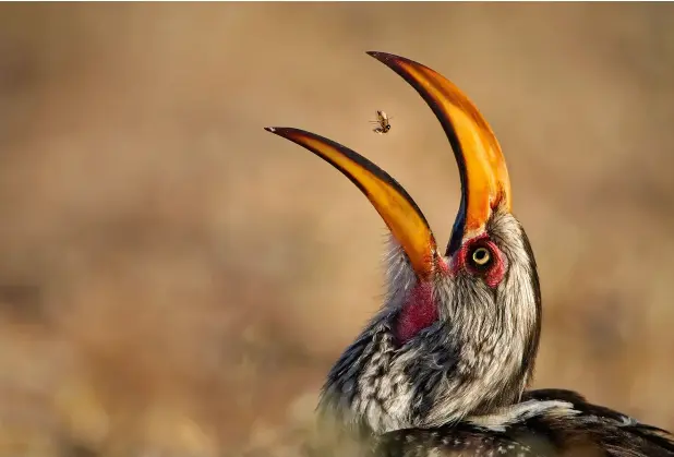  ?? © Willem Kruger / Wildlife Photograph­er of the Year ??