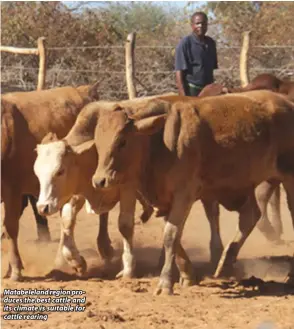  ??  ?? Matabelela­nd region produces the best cattle and its climate is suitable for cattle rearing