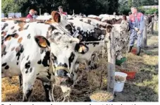  ??  ?? De beaux animaux de race normande ont été présentés (« Hepta », du Gaec des Collines au premier plan).