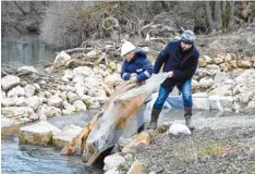  ?? Foto: Michael Geyer ?? Anton Trenkler (links) und Gerold Lang beseitigte­n die Absperrung­en, um im unteren Raugerinne dem Wasser freien Durchlauf zu verschaffe­n.