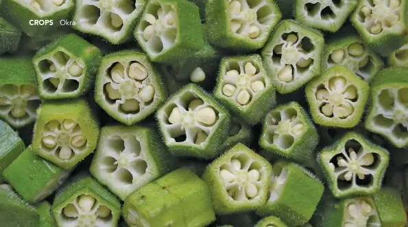  ??  ?? Okra seeds are rich sources of protein, fat, fibre, amino acids, oil and sugars. The seeds can be used as feed for monogastri­c animals. ABOVE: