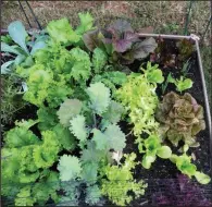  ??  ?? In mid-September, these salad vegetables already look yummy.