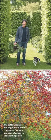  ??  ?? The buttery leaves and bright fruits of the crab apple ‘Evereste’ add pops of colour to the autumn garden