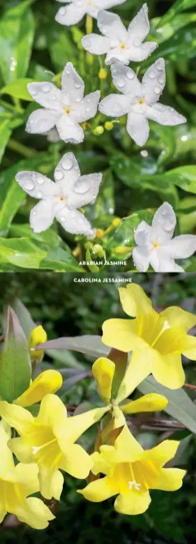  ??  ?? ARABIAN JASMINE CAROLINA JESSAMINE