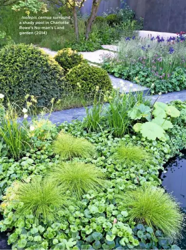  ??  ?? Isolepis cernua surround a shady pool in Charlotte Rowe’s No-man’s Land garden (2014)