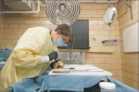  ?? (AP/Ted S. Warren) ?? Dr. Desiree Marshall, director of autopsy and after death services for University of Washington Medicine, examines the preserved heart of a person who died of covid-19 as she works in a negative-pressure laboratory in Seattle. Seven months after the first patients were hospitaliz­ed in China battling an infection doctors had never seen before, countless hours of treatment and research are providing a much closer look at the new coronaviru­s and the lethal disease it has unleashed.