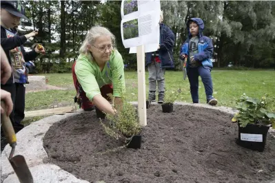  ??  ?? Trädgårdsm­ästaren Niina Loijas skissar upp den blivande örtagården i lekparken Vähätupa i Kånala. Killarna i årskurs 1 får gräva ner plantor av gräslök, oregano och jordgubbe i den runda rabatten.