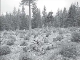  ?? PHOTOS: CALIFORNIA DEPARTMENT OF FISH AND WILDLIFE VIA AP ?? Fallen trees lie amid a marijuana farm in the Klamath River watershed, just outside the Yurok Reservatio­n near Klamath. California pot growers choosing to go legal in the new year will face a host of new environmen­tal rules and regulators.
A tank and...