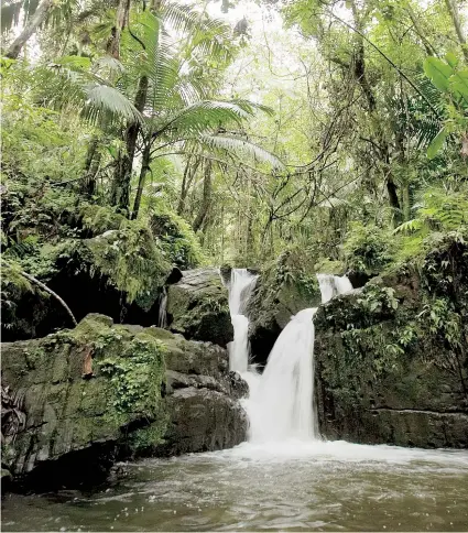  ??  ?? El bosque lluvioso El Yunque es uno de tantos lugares de tal belleza que nos provoca a los puertorriq­ueños decir que no hay lugar para vivir como Puerto Rico.