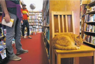  ?? Paul Chinn / The Chronicle ?? Owen, the resident cat at Aardvark Books on Church Street, naps on a chair while customers shop. The store is expected to close early next year.