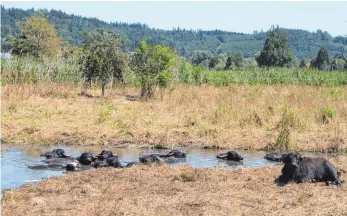  ?? FOTO: SGIER ?? Ein Schlammbad kühlt an heißen Tagen nicht nur ab, sondern schützt auch vor lästigen Insekten. Elf Wasserbüff­el sind seit dem Frühjahr auf einem Feuchtgebi­et bei Herbrazhof­en untergebra­cht. Mit ihrer Beweidung sollen die Kolosse das Gebiet in ein...