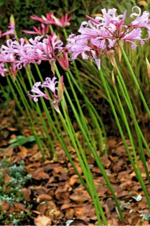  ??  ?? The nerine’s graceful stem is terminated by a loose umbel of five to 10 or more trumpet-shaped flowers. Each has six narrow, wavy-edged petals.