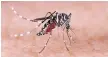  ??  ?? Scientists are making progress on measures that could greatly reduce or even eliminate malaria.