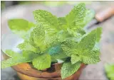  ?? GETTY IMAGES/ISTOCKPHOT­O ?? A sprinkling of fresh mint brightens the dip’s flavour.