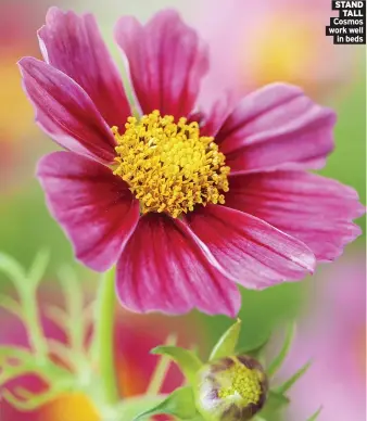  ??  ?? STANd TAll Cosmos work well in beds