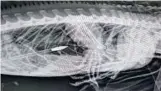  ??  ?? X-ray shows an arrow in the stomach of the iguana brought to the South Florida Wildlife Center.