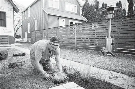  ??  ?? Nick Lawson plants grass in the newly remodeled backyard space at KatieWrobe­l’s home in Evanston on Nov. 5.