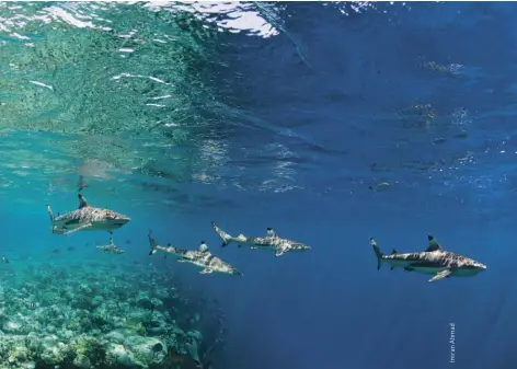  ??  ?? ABOVE Blacktip reef sharks cruising through the waters of the atoll