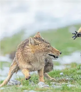  ?? Pictures: PA. ?? Right: The winning picture, taken by Yongqing Bao on the Qinghai-tibet plateau, captures a battle between a fox and a marmot.