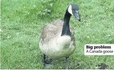  ??  ?? Big problem A Canada goose