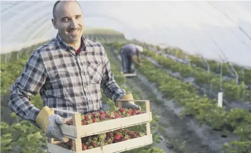  ??  ?? 0 Scotland’s soft fruit farmers are dependent on seasonal labour – and red tape and Brexit have combined to create a critical shortfall