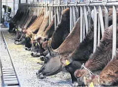  ??  ?? MILKING LINE: Cows at Farm Tsubasa feed on grains as they wait for their turn to be milked