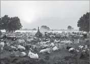  ?? Tariq Zaidi ZumaPress ?? HERDERS in the Mundari tribe live a lifestyle that has changed very little over the centuries.