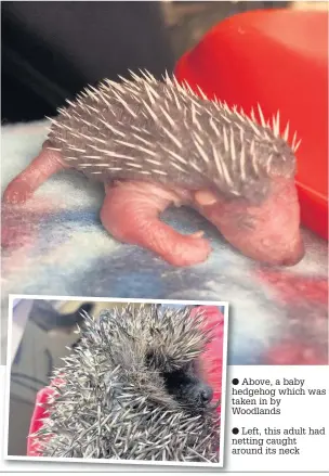  ?? Above, a baby hedgehog which was taken in by Woodlands
Left, this adult had netting caught around its neck ??