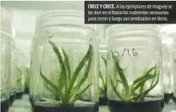  ??  ?? CRECE Y CRECE. A los ejemplares de maguey se les dan en el frasco los nutrientes necesarios para crecer y luego son sembrados en tierra.