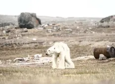  ?? JUSTIN HOFMAN ?? A Polar Bear’s Struggle by Justin Hofman from the US was also highly commended by the judges of the prestigiou­s competitio­n. |