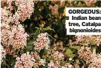  ??  ?? GORGEOUS:
Indian bean tree, Catalpa
bignonioid­es