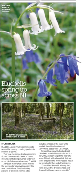  ??  ?? POLLEN POWER Bluebells in bloom
IN BLOOM Bluebells are common site in woods