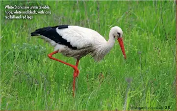  ??  ?? White Storks are unmistakab­le: huge, white and black, with long red bill and red legs
