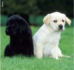  ??  ?? Cute black and yellow Labrador puppies sit side by side