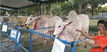  ?? EDI SUSILO/JAWA POS ?? SIAP: Anak-anak melihat sapi milik Presiden Joko Widodo yang dikurbanka­n pada Hari Raya Idul Adha besok.