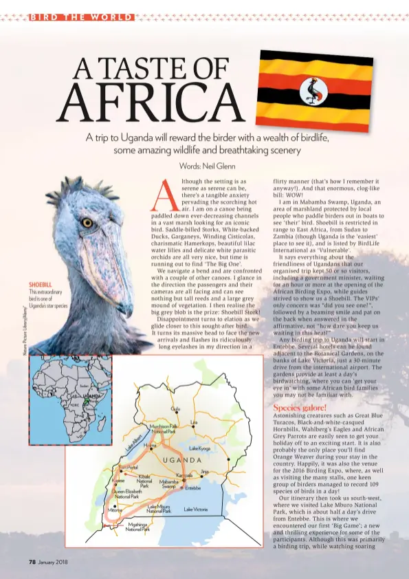  ??  ?? SHOEBILL This extraordin­ary bird is one of Uganda’s star species