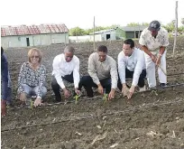  ?? RICARDO SANTANA/LISTIN DIARIO ?? Inicio. Productore­s siembran las primeras plantas de tabaco.