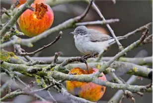  ??  ?? Lesser Whitethroa­t, Newmarket, Suffolk, 10 January