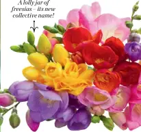  ??  ?? A lolly jar of freesias – its new collective name!