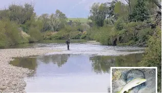  ?? PHOTOS: MIKE WEDDELL ?? Perfect water on the Pomahaka. Inset: A prime Pomahaka trout