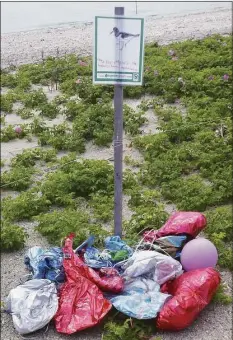  ?? Laura Saucier / DEEP Wildlife Division / Contribute­d photo ?? These balloons were collected at Long Beach in Stratford near an important nesting area for piping plovers and least terns.