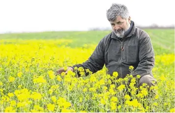  ?? ?? Tom in a field of winter oilseed rape