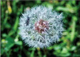  ?? TERRY PIERSON — STAFF PHOTOGRAPH­ER ?? Nature up close: A bug maneuvers through a dandelion in Sycamore Highlands Park in Riverside on Tuesday, March 5.