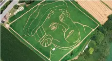  ?? — AP ?? In this photo an aerial view shows a field in Utting am Ammersee, southern Germany, with a portrait of German theologist and seminal figure for the reformatio­n Martin Luther which was created by farmers Corinne and Uli Ern to celebrate the 500th...