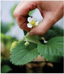  ??  ?? Snip out the flowers of young strawberry plants to the base