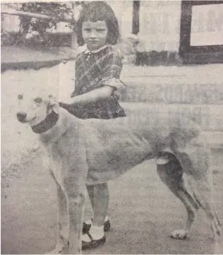  ??  ?? Miss Elaine Kirwan, granddaugh­ter of Mr Teddy Clarke, The Dale, holding Teddy’s Pest, a runner in the Irish Greyhound Derby heats.