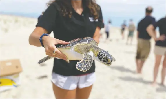  ?? PHOTOS: KaRIN BRULLIARD/THE WASHINGTON POST ?? A green sea turtle, rehabilita­ted after stranding on a North Carolina beach in January, is ready for release in Maryland.