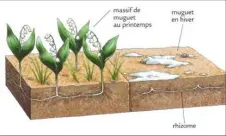  ??  ?? La reproducti­on du muguet par division du rhizome est bien plus efficace que celle en semis