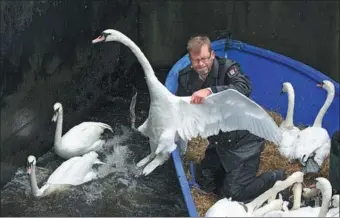  ?? DANIEL BOCKWOLDT / DPA VIA ASSOCIATED PRESS ?? Olaf Niess catches a swan as he transports the birds to their winter enclosure on the Alster River in Hamburg, Germany, on Tuesday.